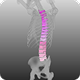 Vertebral Bone Density