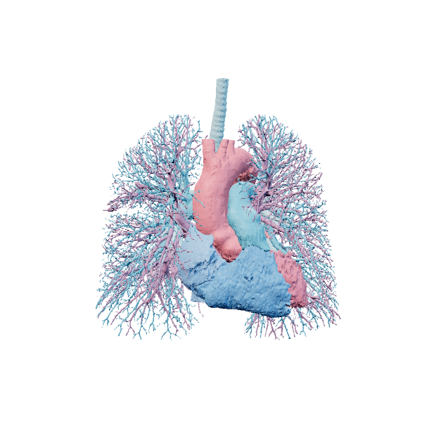 Heart model preview